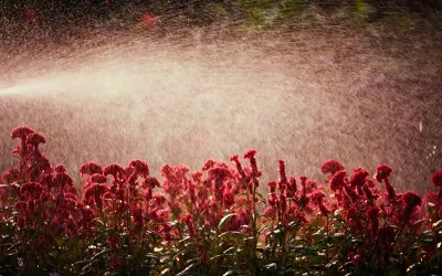 Eshuis Hoveniers: expert in (zwem)vijveraanleg en tuinonderhoud